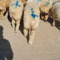 ۱۲راس بره نر قلمدار|حیوانات مزرعه|جیرفت, |دیوار