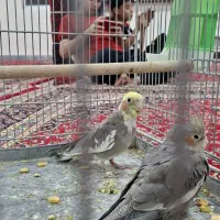 فروش یک جفت عروس هلندی جوان و سرحال|پرنده|خزل, |دیوار