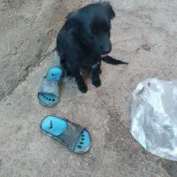 فروشی|سگ|بجنورد, |دیوار