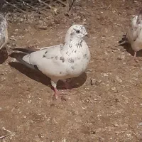 کبوتر|پرنده|گمیشان, |دیوار