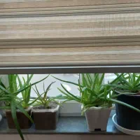 گل آلووراء|گل و گیاه طبیعی|ماکو, |دیوار