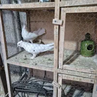 کبوتر کفتر