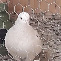 چند جفت کفتر نرو ماده