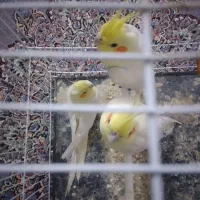 عروس هلندی وکوتوله دستی وسخنگو|پرنده|بیرجند, |دیوار