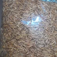 میلورم خشک. ضایعات سوسک و میلورم.