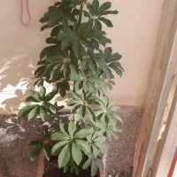 گل پنج انگشتی یک متری