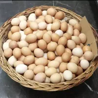 تخم‌مرغ محلی ارگانیک گلپایگان