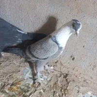 یک جفت کله سفید|پرنده|شهرآباد, |دیوار