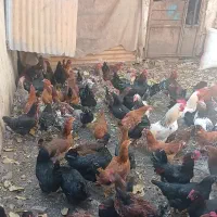 ۱۱۵ عدد مرغ و خروس رسمی درجه ۱|حیوانات مزرعه|فشم, |دیوار