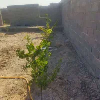 باغ با درختان ۳ساله