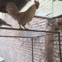 خروس بومی خونگی پا پر 40تاج