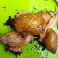 حلزون اچاتینا آلبینو