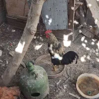 مرغ حرس با قیمت مناسب