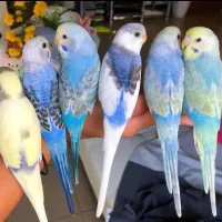 مرغ عشق های فوق دستی و خوش تیپ و زیبا