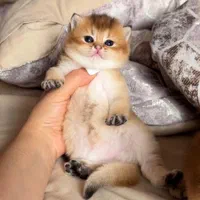 گربه اسکاتیش برتیش از پدر و مادر وارداتی|گربه|تبریز, |دیوار