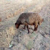 بره قوچ