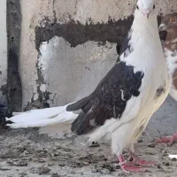 نر سینماش قاره خرمایی ابلق تیکه پاره شازده|پرنده|قم, آزادگان|دیوار