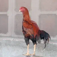 لاری لوشامو افغان