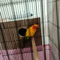 یک جفت خورشیدی مولد|پرنده|ارومیه, |دیوار