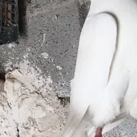 آغ گوز