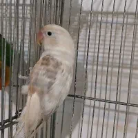 دو عدد کوتوله ماده آماده جفت گیری