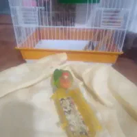 طوطی برزیلی فروشی