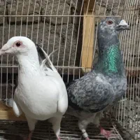 کفتر بزک و دو رگ