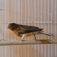 قناری سوخته سرخ