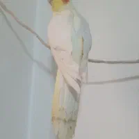 دوتاعروس هلندی و تخم