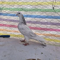 کفتر|پرنده|ارومیه, |دیوار