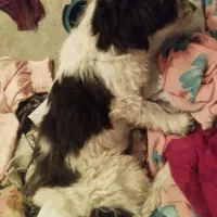 سک خونگیی نژاد دار|سگ|سنندج, |دیوار