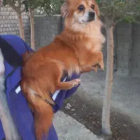 سگ آپارتمانی بالغ ماده