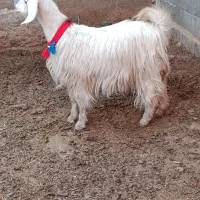 ۵راس بز کهره دار درجه یک بازم آبستن سنگین