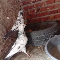 نرماده کشیده