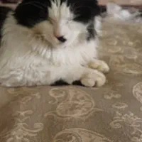 وگذاری گربه|گربه|میانه, |دیوار