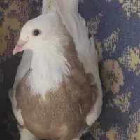 طوقی|پرنده|دهاقان, |دیوار