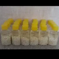 حلزون کلاژن ساز اچانتیا|خزنده|بندرعباس, |دیوار