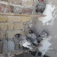 مرغ وخروس|حیوانات مزرعه|کاشان, کلنگه|دیوار
