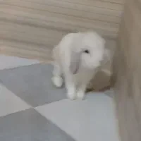 خرگوش لوپ تربیت شده|موش و خرگوش|نهاوند, |دیوار