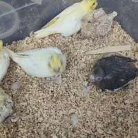 جوجه عروس هلندی لوتینو سرلاکی دستی|پرنده|شیراز, شیخ علی چوپان|دیوار