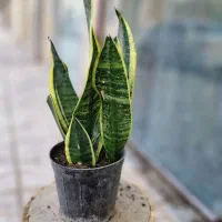 سانس کرواتی ابلغ