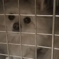 پامر سفید ماده|سگ|پرند, فاز ۴|دیوار