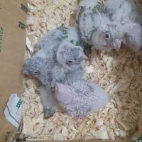 جوجه گرنجیک|پرنده|ماسال, |دیوار