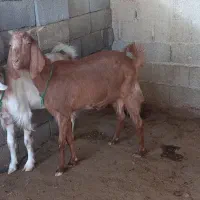 فروش بز دورگ آبستن|حیوانات مزرعه|گله دار, |دیوار