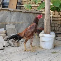 خروس لاری