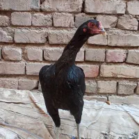 سلام دوستان دوتا ماده مرغ فروشی