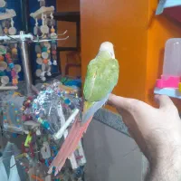 طوطی گرینچیک سوپر رام و سخنگو اسمش فلفل|پرنده|قائم‌شهر, |دیوار