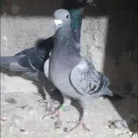 یک جفت کبوترپلاکی