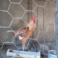 لاری|حیوانات مزرعه|بوئین زهرا, |دیوار