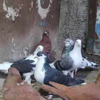 کفتر|پرنده|اهواز, لشکرآباد|دیوار